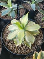 agave isthmensis variegata, Tuin en Terras, Planten | Tuinplanten, Vaste plant, Ophalen of Verzenden, Overige soorten, Bloeit niet