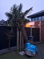 Prachtige Palmboom te koop!, Bloeit niet, Ophalen of Verzenden, 100 tot 250 cm, Palmboom