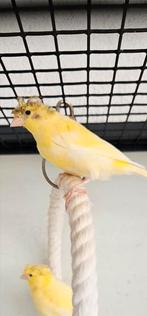 Jonge kuifkanarie man, kanarie., Dieren en Toebehoren, Vogels | Kanaries, Mannelijk, Kleurkanarie