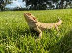 Baardagaam met terrarium, Slang, Met terrarium, 0 tot 2 jaar