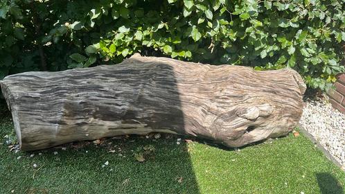 Prachtige oude boomstam, Tuin en Terras, Planten | Bomen, Overige soorten, Ophalen