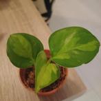 Epipremnum Global Green Drakenklimop babyplant, Ophalen, Overige soorten, Minder dan 100 cm