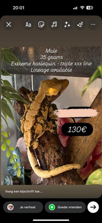 Sale! Extreme harlequin wimpergekko man beschikbaar voor biedingen