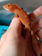 Wimpergekko jong halloween, Hagedis, 0 tot 2 jaar