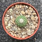 Cactus, Strombocactus, Huis en Inrichting, Kamerplanten, Ophalen of Verzenden, Cactus, Volle zon, Minder dan 100 cm