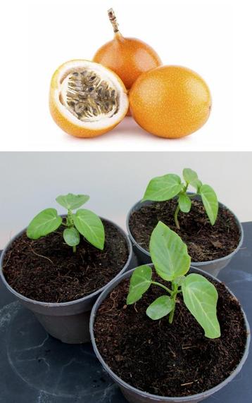 12 Granadilla Zoete Passievr. Plantjes- Passiflora ligularis beschikbaar voor biedingen