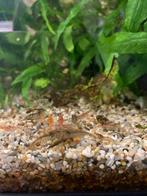 Garnalen, Dieren en Toebehoren, Kreeft, Krab of Garnaal