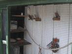 ZILVERBEKJES te koop, Dieren en Toebehoren, Vogels | Overige Vogels, Meerdere dieren, Tropenvogel