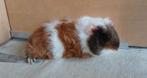 CAVIA TEXELS  BEHAARD, Oktober, Meerdere dieren, Cavia