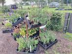 Vele Salvia's en Dahlia's en andere vaste planten., Tuin en Terras, Planten | Tuinplanten, Ophalen, Zomer, Overige soorten, Volle zon