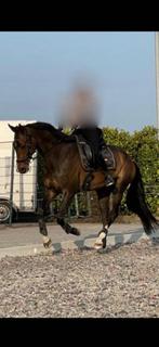 8 jarige Kwpn Ruin, Dieren en Toebehoren, Ruin, Dressuurpaard