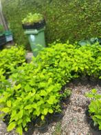 Annabelle (hortensia), Tuin en Terras, Planten | Tuinplanten, Ophalen, Zomer, Overige soorten, Halfschaduw