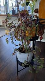 Begonia Shepherdii, Ophalen, Overige soorten, Halfschaduw, Minder dan 100 cm