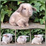 Lieve minilop x Ned Hangoor Dwerg konijn/konijntjes blauwoog, Dieren en Toebehoren, Konijnen, Meerdere dieren, Dwerg, Hangoor