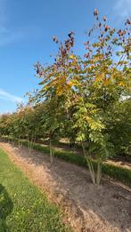 Koelreuteria paniculata | meerstammige boom | Boomvorm, Ophalen of Verzenden, Volle zon, Overige soorten
