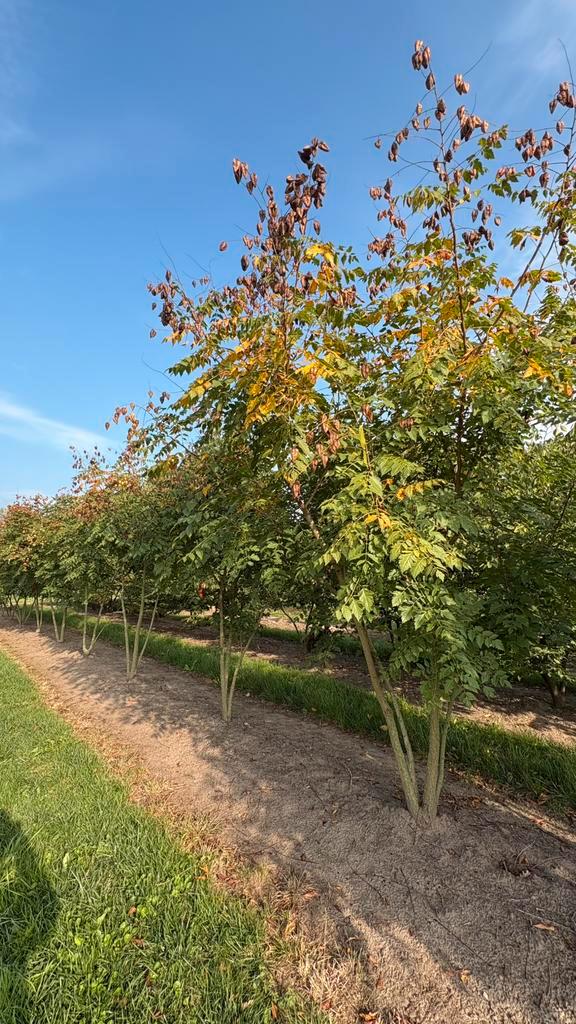 Koelreuteria paniculata | meerstammige boom | Boomvorm, Tuin en Terras, Planten | Bomen, Overige soorten, Volle zon, Ophalen of Verzenden