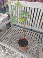 Druiven planten, Ophalen, Minder dan 100 cm, Zomer