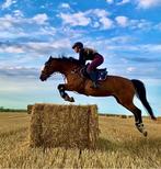 Gezocht (probleem)Paarden die nieuwe kans verdienen, Dieren en Toebehoren, Paarden, Recreatiepaard