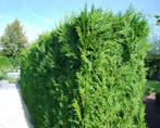 Haag coniferen, Tuin en Terras, Planten | Struiken en Hagen, Ophalen of Verzenden, Conifeer, 100 tot 250 cm