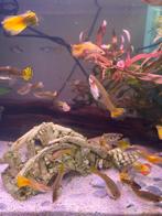 Guppys! 10 stuks voor €7,50, Dieren en Toebehoren, Vis
