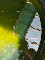 3 Japanse koi karpers guppies eigen kweek, Dieren en Toebehoren, Vissen | Vijvervissen, Karper of Koi