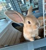 Baby hangoorkonijntjes, Dieren en Toebehoren, Konijnen, Geslacht onbekend, Dwerg, Hangoor