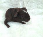 Jong cavia beertje, Cavia, Augustus, Mannelijk, Tam