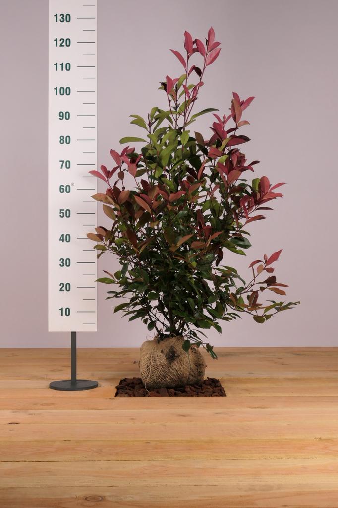 Photinia fras Red Robin (glansmispel), Tuin en Terras, Planten | Struiken en Hagen, Haag, Laurier, 100 tot 250 cm, Ophalen of Verzenden