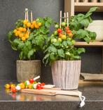 Pluktomaatjes. 4 formaten, ook met bloemen. Moestuin, Ophalen, Volle zon, Groenteplanten, Eenjarig