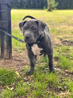 Prachtige LAATSTE teefje  American bully pups, Dieren en Toebehoren, Rabiës (hondsdolheid), Overige rassen, 8 tot 15 weken, Meerdere