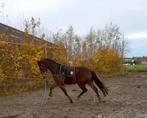 3 jarige ruin met sportieve genen, Dieren en Toebehoren, Paarden, Ruin, 165 tot 170 cm, Dressuurpaard, 3 tot 6 jaar