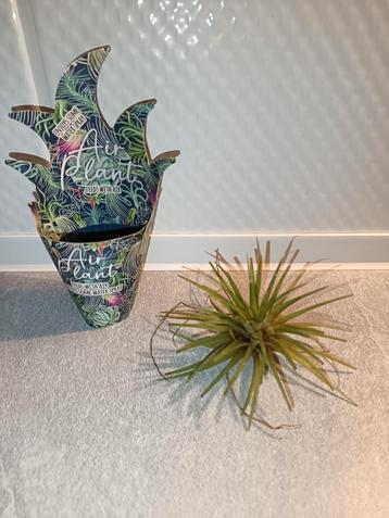 Mini "Air-plantje" * zie omschrijving  beschikbaar voor biedingen