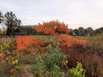 Onbespoten Fluweelboom, Azijnboom prachtige Kleuren Kleurig, Tuin en Terras, Halfschaduw, Zomer, Overige soorten, Ophalen