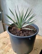 Te koop rostrata yucca, Tuin en Terras, Planten | Tuinplanten, Ophalen