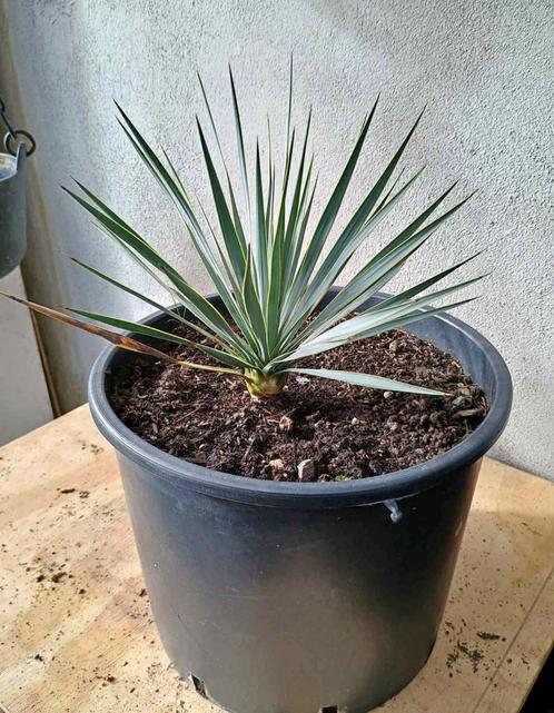 Te koop rostrata yucca, Tuin en Terras, Planten | Tuinplanten, Ophalen