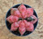 Cactus Gymnocalycium Mihanovichii p7 (25), Huis en Inrichting, Kamerplanten, Ophalen of Verzenden, Cactus, Volle zon, Minder dan 100 cm