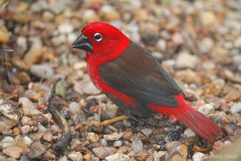 Karmozijnastrild - Pyrenestes sanguineus, Dieren en Toebehoren, Vogels | Overige Vogels, Tropenvogel, Meerdere dieren, Geringd