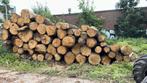 Eiken zaagstammen voor het verzagen van planken en balken, Ophalen, Eiken, Nieuw, 50 mm of meer