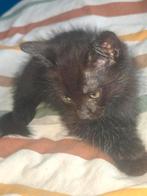 1 zwarte kitten, Dieren en Toebehoren, Katten-accessoires, Ophalen, Zo goed als nieuw