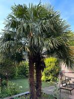 Palmboom multistam stamhoogte +/- 250cm, Tuin en Terras, Planten | Bomen, Volle zon, Ophalen, Palmboom