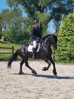 7 jr. Drachtige Friese Ster AA merrie L2 Dressuur Bomproof, Dieren en Toebehoren, Paarden, Merrie, Gechipt, Dressuurpaard, L