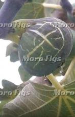 Vijgenboom Chetoui groene vijg, Minder dan 100 cm, Lente, Volle zon, In pot