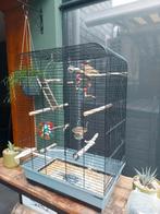 Vogelkooi met 2 zebravinken koppel, Dieren en Toebehoren, Vogels | Hokken en Kooien, Ophalen, Zo goed als nieuw, Metaal, Vogelkooi