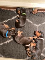Knappe, kortharige dwergteckel pups, vier stuks, Dieren en Toebehoren, Honden | Teckels en Dashonden, Meerdere, 8 tot 15 weken