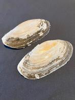 Otterschelp 2 stuks, Verzamelen, Ophalen of Verzenden, Schelp(en)