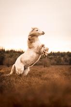 verzorg(st)er gezocht / verzorgpaarden aangeboden, Dieren en Toebehoren, Stalling en Weidegang, 2 of 3 paarden of pony's