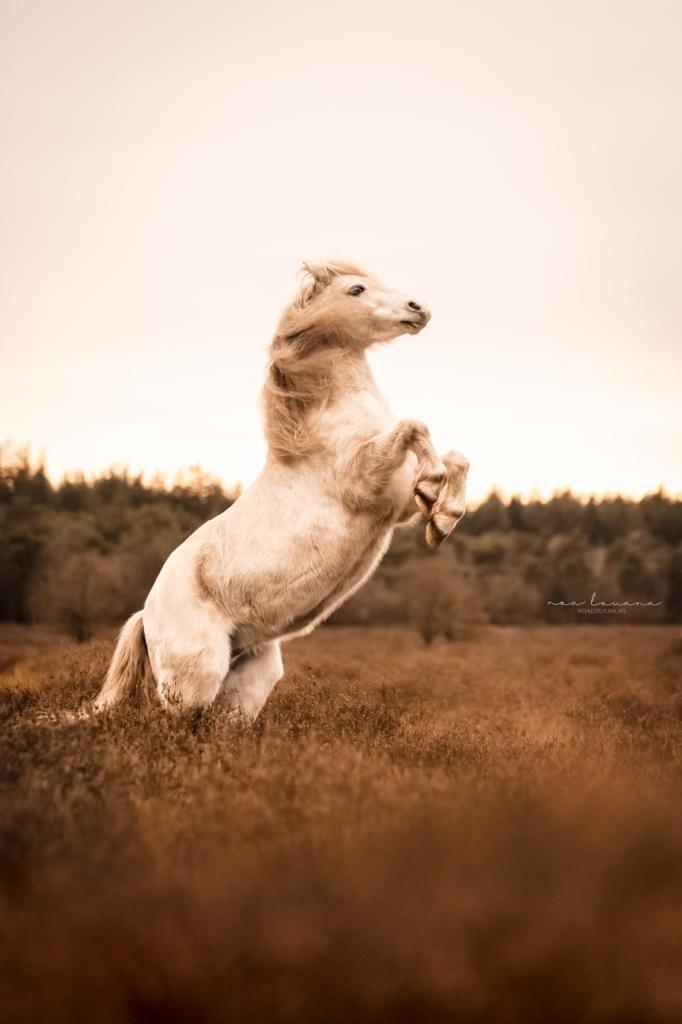verzorg(st)er gezocht / verzorgpaarden aangeboden, Dieren en Toebehoren, Stalling en Weidegang, 2 of 3 paarden of pony's