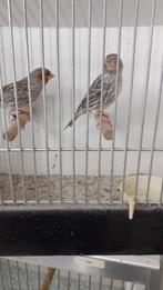 Agaat Rood Mozaïek, Dieren en Toebehoren, Vogels | Overige Vogels, Meerdere dieren, Tropenvogel, Geringd