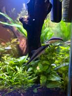 3x Siamese algeneters, Dieren en Toebehoren, Vis