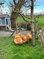 Hulp gevraagd op onze kleine woonboerderij, Dieren en Toebehoren, Overige Dieren, Meerdere dieren